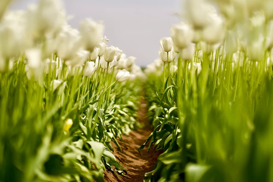 white tulip flower field