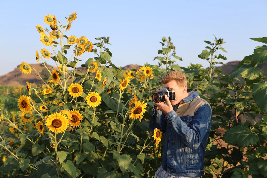 a man taking a picture of a field of sunflowers