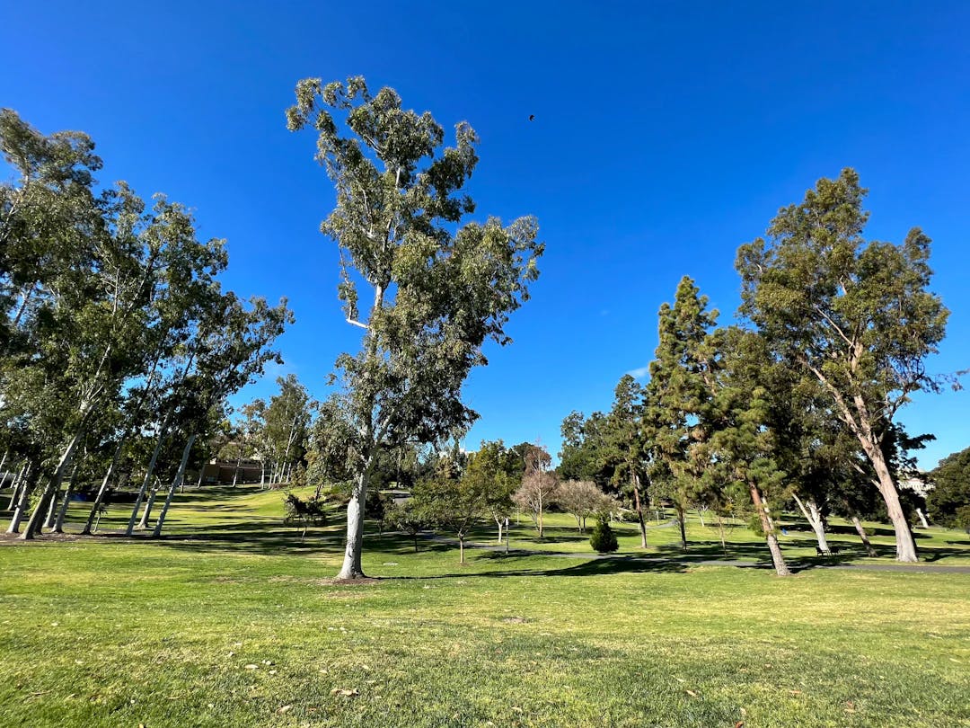 a grassy field with trees and a blue sky