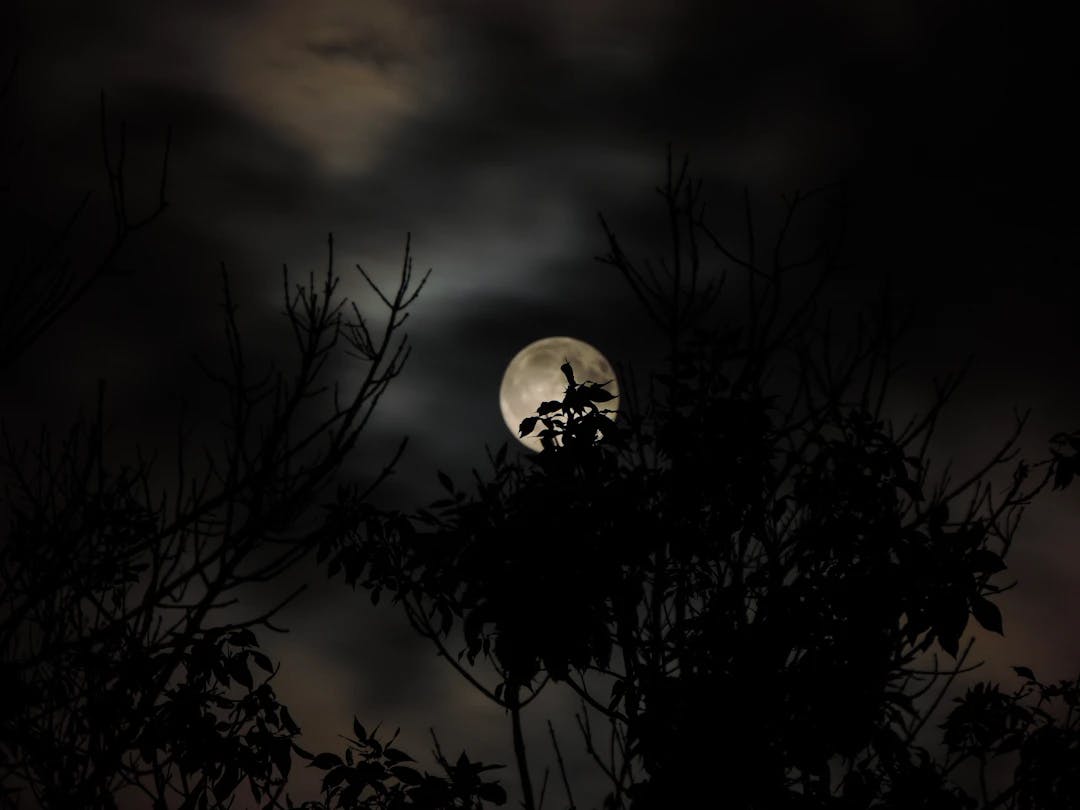 silhouette of tree under full moon