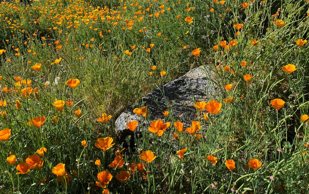 a field full of orange flowers next to a large rock